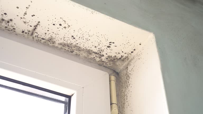 Professional Mold Removal in Bellflower, CA